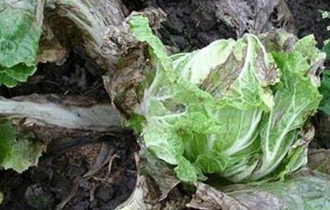 生菜病虫害的防治方法 生菜常见的病虫害防治