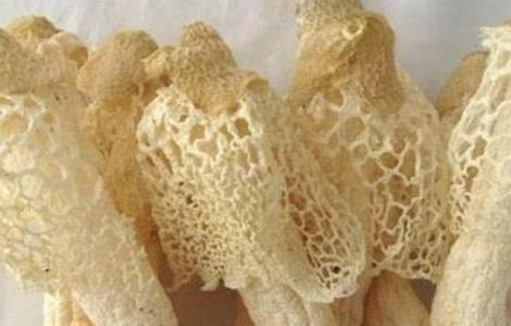 竹荪种植注意事项 竹荪种植注意事项和禁忌