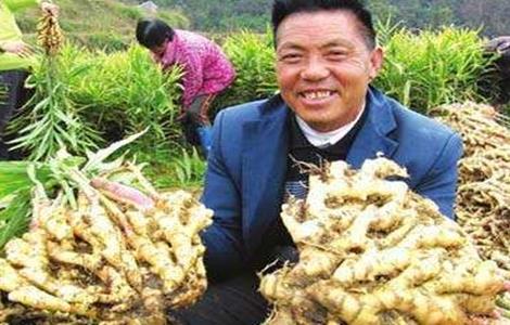 生姜种植如何提高产量（生姜种植如何提高产量和产量）