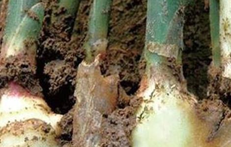 生姜常见病虫害的防治方法（生姜病虫害怎么防治）