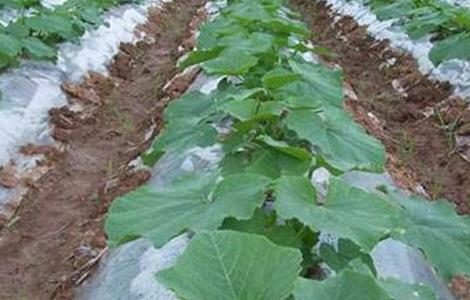 南瓜种植的注意事项 南瓜种植的注意事项是什么