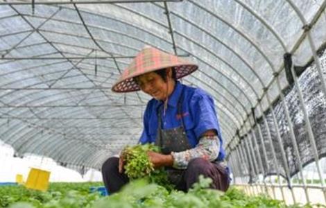 大棚香菜种植技术