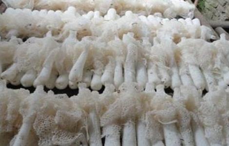 竹荪的几种种植方式（竹荪的几种种植方式视频）