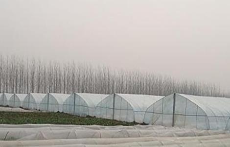 蔬菜大棚建设注意事项 蔬菜大棚建设注意事项和细节
