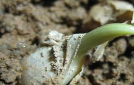 一年四季可以种的蔬菜（一年四季可以种的蔬菜和水果）