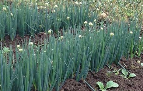 大葱种植方法 大葱种植方法讲解