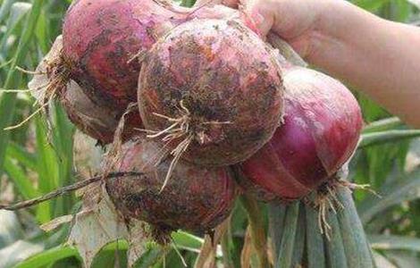 种植洋葱的具体流程 种植洋葱的具体流程图