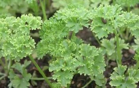 欧芹的种植方法（欧芹种植方法和注意事项）