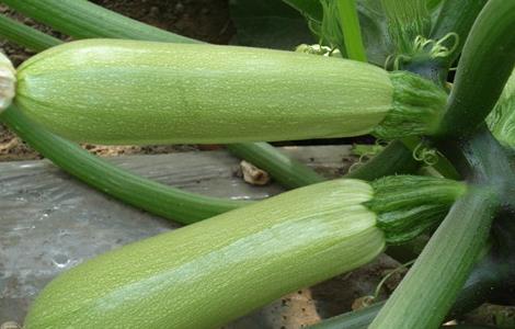 西葫芦育苗时的注意事项（西葫芦育苗时的注意事项视频）