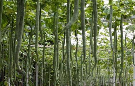 蛇瓜栽培的管理要点 蛇瓜的栽培技术