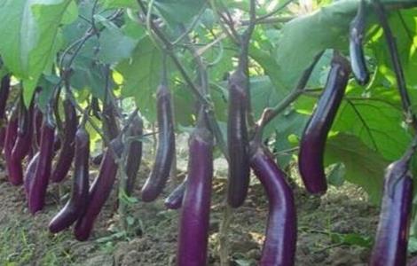 茄子不开花怎么回事（茄子不开花怎么回事呢）