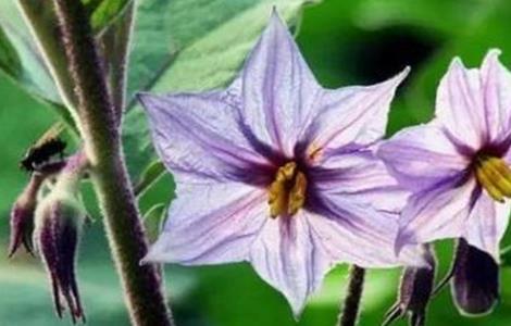 茄子开花不结果的原因 茄子开花不结果的原因有哪些