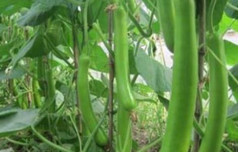 瓠瓜的栽培技术 瓠瓜的栽培技术视频