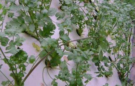 香菜无土栽培技术 香菜无土栽培技术视频