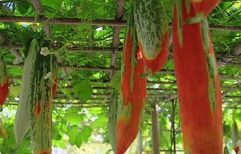 变色瓜的栽培技术 变色瓜的栽培技术有哪些