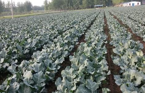 西兰花的田间管理技术 西兰花的种植管理技术
