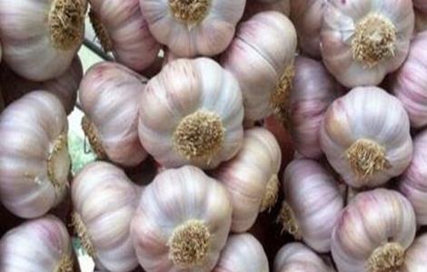 大蒜种植技术要点 大蒜种植技术要点是什么