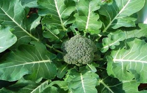 西兰花的栽培技术要点 西兰花的栽培技术要点有哪些