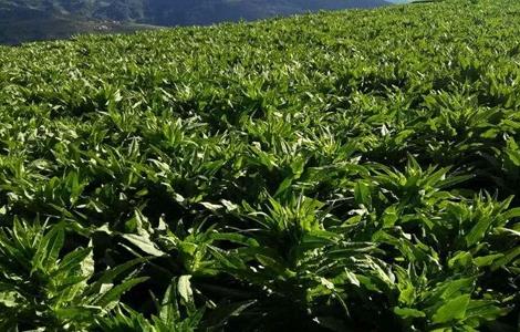 贡菜的种植技术（贡菜种植技术和时间）