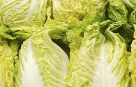 娃娃菜的管理要点 娃娃菜的栽培与管理