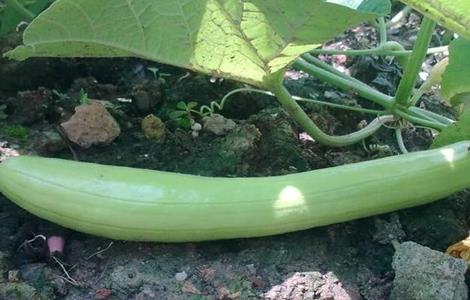 白瓜的种植方法(白瓜的种植方法和管理)