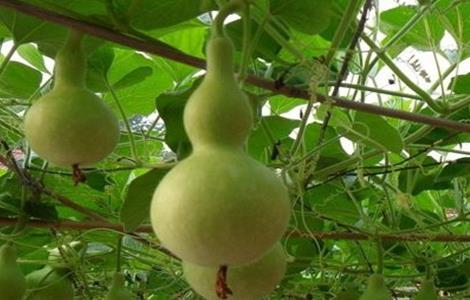 葫芦的种植方法（金丝吊葫芦的种植方法）