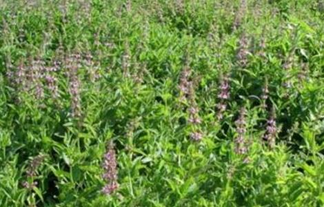 螺丝菜的种植方法（螺丝菜的种植方法视频教程）