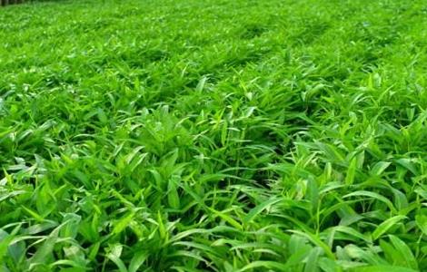 空心菜的田间管理 空心菜的田间管理与管理