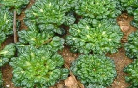 塌菜的栽培技术（塌菜的栽培技术与管理）