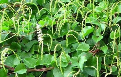 落葵的栽培技术(落葵生长环境)