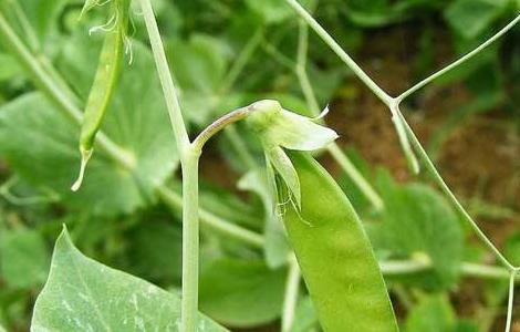 荷兰豆 种植 方法