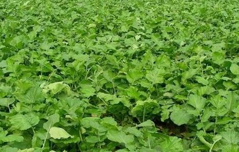 青萝卜的种植方法 青萝卜的种植方法和视频