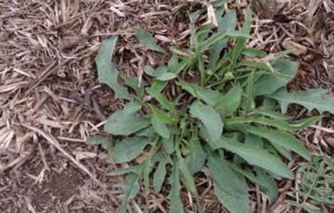 苦麻菜的种植方法（苦麻菜的种植方法和技术）