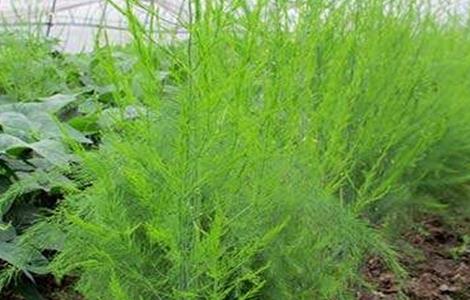 芦笋的施肥技术 芦笋的施肥技术有哪些