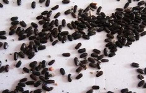 芦笋的浸种催芽方法（芦笋发芽后种植方法）