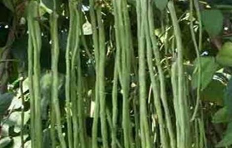 豆角徒长的原因及防治方法 豆角徒长的原因及防治方法是什么