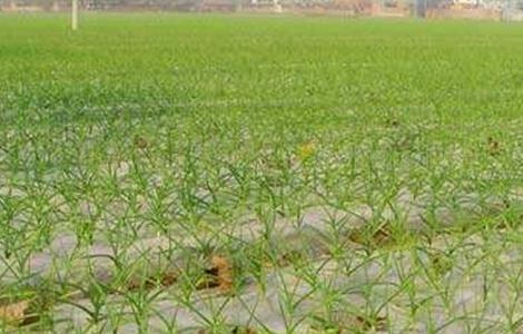 大蒜二次生长的原因及预防方法 大蒜二次生长的原因及预防方法图片