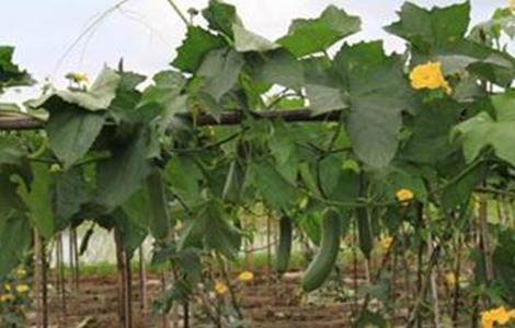 丝瓜怎么施肥（丝瓜怎么施肥与管理）