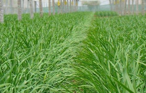 韭菜的管理技术要点（韭菜的管理和种植技术）