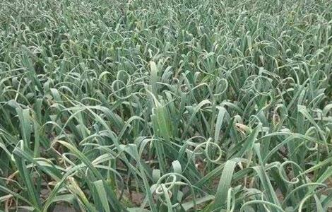 大蒜抽薹期的管理要点（大蒜抽薹期的管理要点是什么）