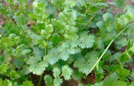 香菜的田间管理技术 香菜的田间管理技术要点