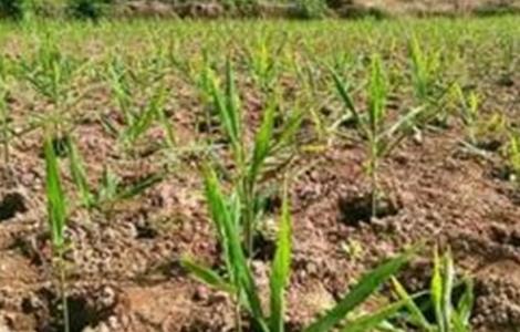 生姜的苗期管理要点(生姜的苗期管理要点有哪些)