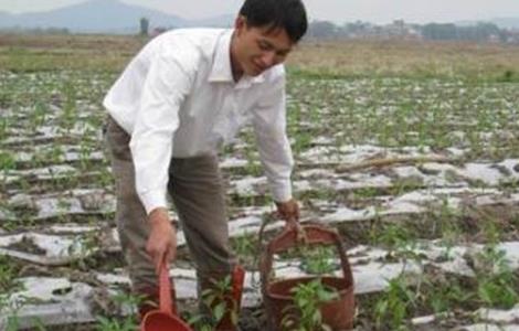 辣椒的高产施肥技术（辣椒种植施肥技术）