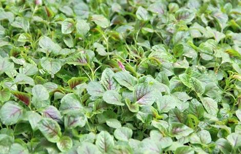 苋菜的田间管理技术（苋菜的田间管理技术要点）