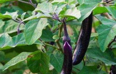 茄子的施肥方法(茄子的施肥方法?)