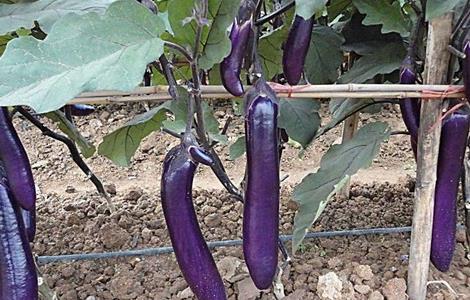 茄子施肥时的注意事项（种植茄子施肥时需要注意什么?）