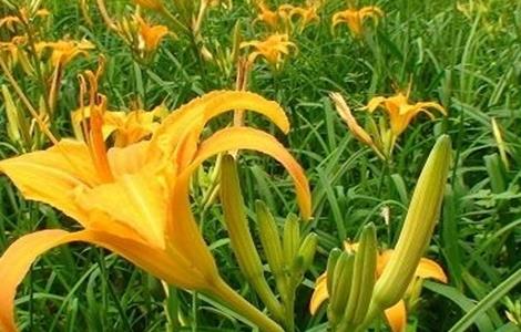 黄花菜采收后的管理技术（黄花菜采收后怎么处理）