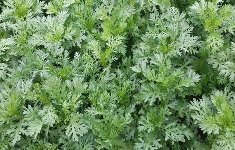 茼蒿的施肥方法