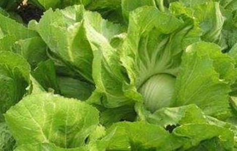 芥菜怎么提高产量(芥菜怎么提高产量和产量)