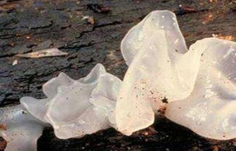 银耳的病虫害防治方法 银耳的病虫害防治方法是什么